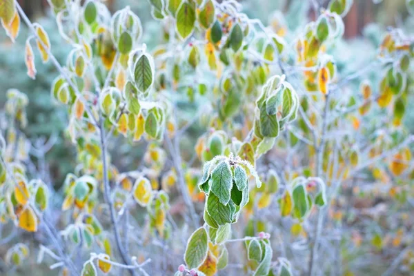 Zmrazené rostliny v zimě s jinovatka na ně — Stock fotografie