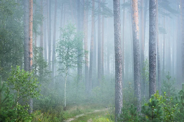 Nascer do sol nebuloso na bela floresta caduca — Fotografia de Stock
