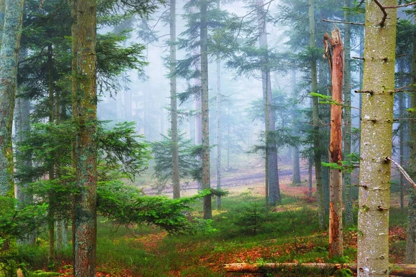 Um caminho distante em uma floresta de pinheiros nebulosa — Fotografia de Stock