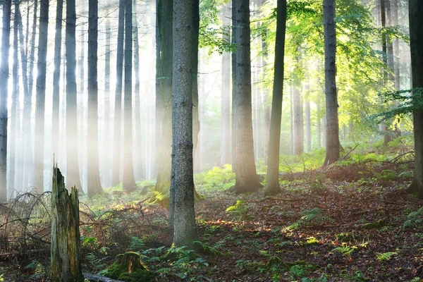 Sun rays in a fog in a misty forest — Stock Photo, Image