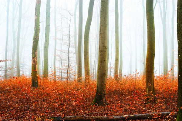 Forêt automnale brumeuse avec silhouettes d'arbres — Photo