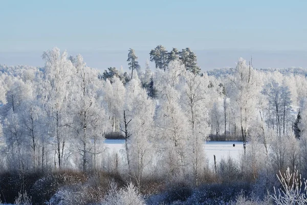 Snö och rimfrost omfattas träd — Stockfoto