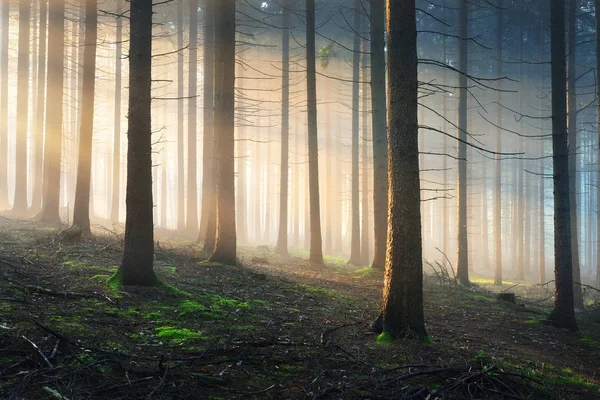 Sun rays in a foggy misterious forest — Stock Photo, Image