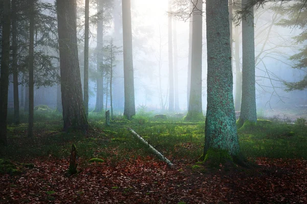 Een scène in een donkere, mistige dennenbos — Stockfoto