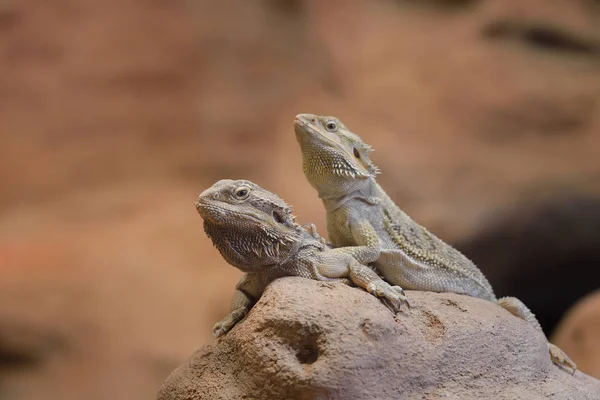 Centrala Bearded Dragon Pogona vitticeps — Stockfoto