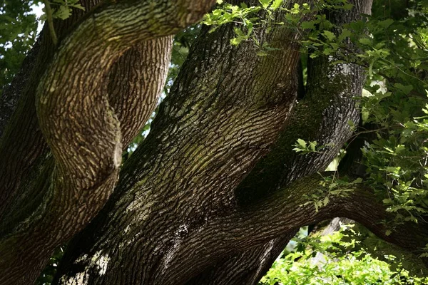 Παλιά Κορμούς Βελανιδιάς Interlacing Αρχαίο Δέντρο Πράσινα Φύλλα — Φωτογραφία Αρχείου