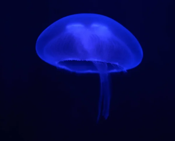 Medusas azules oscuras brillando en la oscuridad — Foto de Stock