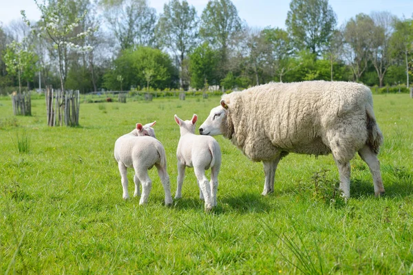 Cute sheep family grazing on the green field. Little baby sheeps. Leiden, Netherlands. Rural scene. Domestic animals, pet care, farm, food industry, alternative production, countryside living — Stock Photo, Image