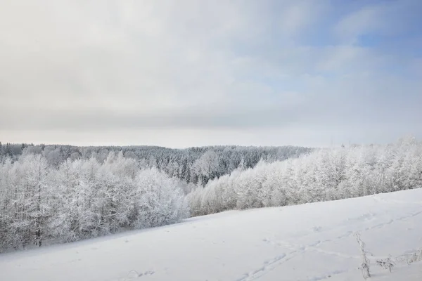 Pineta innevata scura — Foto Stock