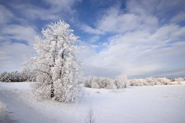Vinter wonderland landskap med snö och buskar — Stockfoto