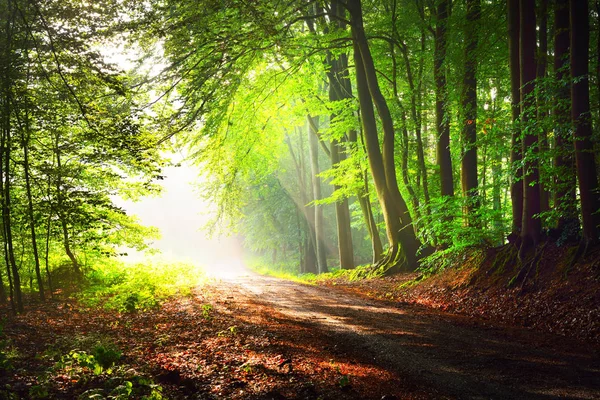 태양 광선이 있는 숲 속 도로 — 스톡 사진