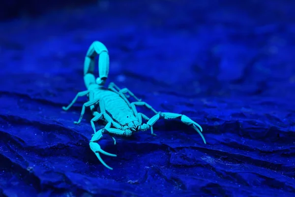 Escorpião azul brilhante Centruroides gracilis — Fotografia de Stock