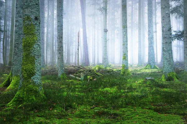 Темный туманный сосновый лес с мхом — стоковое фото
