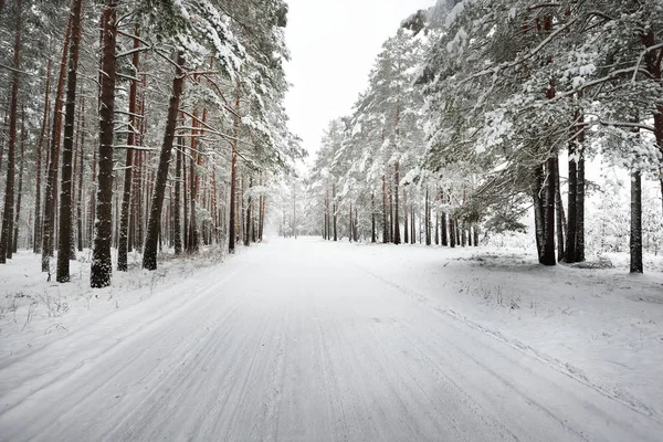 Strada forestale invernale non asfaltata — Foto Stock
