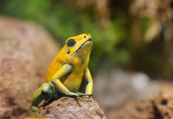 Zatruta strzała złota żaba — Zdjęcie stockowe