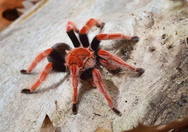 Birdeater tarantula spider Brachypelma boehmei — 图库照片