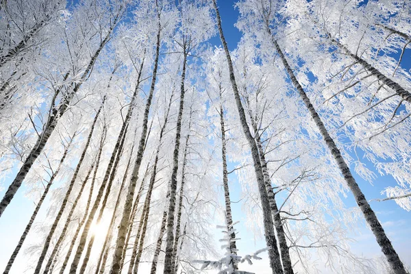 Berken in rime op een winterdag — Stockfoto