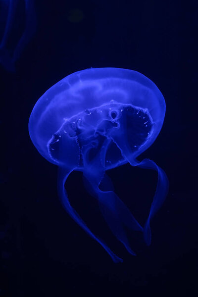 Dark blue jellyfish glowing in the dark