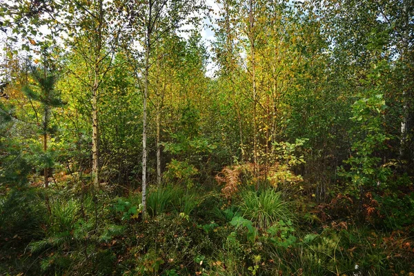 Ранні осінні листяні ліси — стокове фото