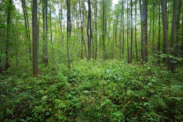 Bosque caducifolio de principios de otoño — Foto de Stock