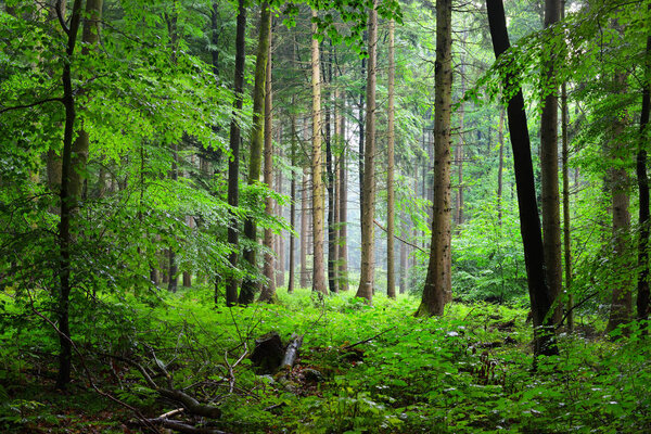 Majestic green beech forest in mist 