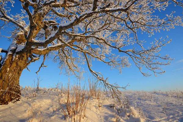 Snowcovered 丘の上さびしいカシの木 — ストック写真