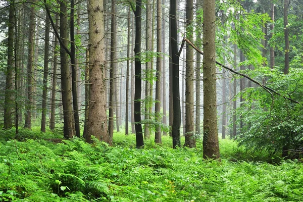 Величний зелений сосновий ліс — стокове фото
