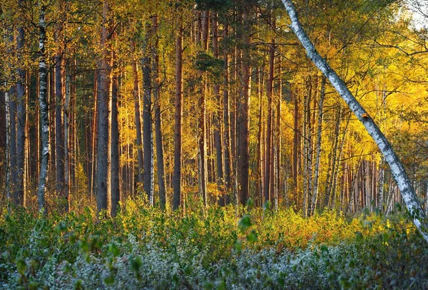 Floresta de outono ao nascer do sol — Fotografia de Stock