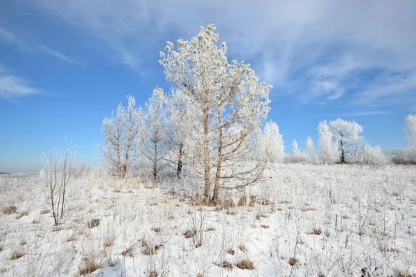 Pine bomen bedekt met sneeuw en rijm — Stockfoto