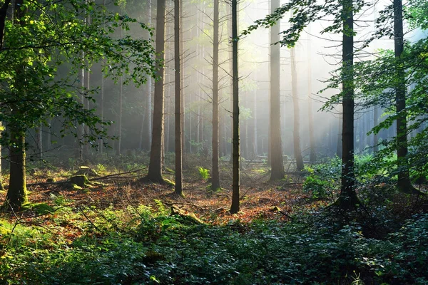 Zarośnięty zielonego lasu we mgle — Zdjęcie stockowe