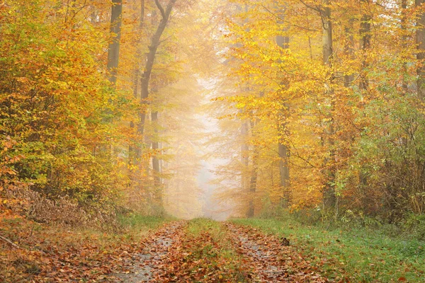 Mysterieuze ochtend mist in een herfst bos — Stockfoto