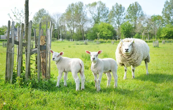 Милая овечья семья пасется на зеленом поле. Маленькие овечки. Лейден, Нидерланды. Сельская сцена. Домашние животные, уход за животными, ферма, пищевая промышленность, альтернативное производство, сельская жизнь Лицензионные Стоковые Изображения