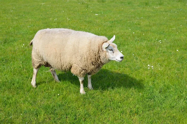 Jolie famille de moutons pâturant sur le champ vert. Leyde, Pays-Bas. Scène rurale. Animaux domestiques, soins aux animaux, ferme, industrie alimentaire, production alternative, vie rurale Image En Vente