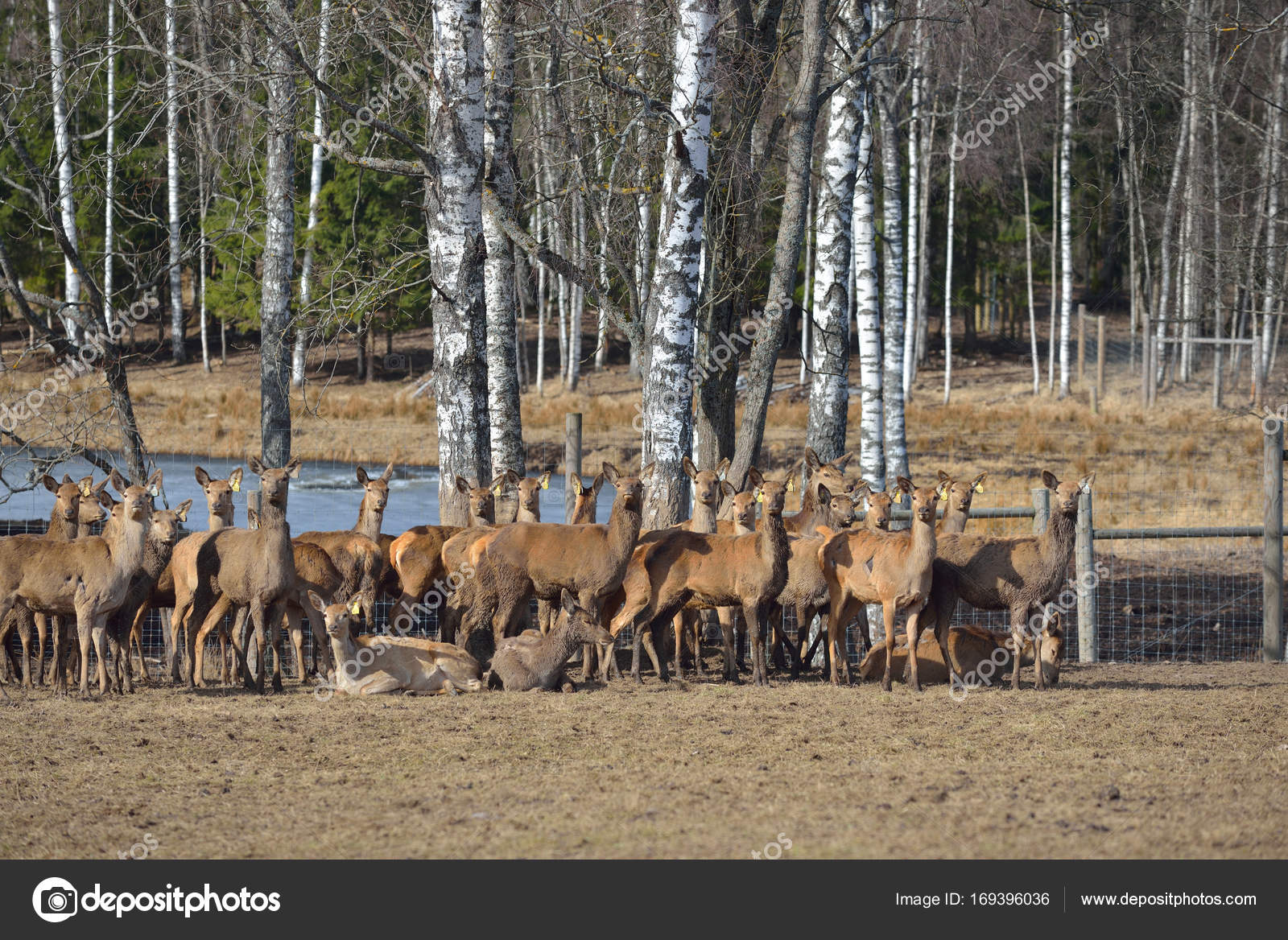 Female deer herd resting in a natural enclosure — Stock Photo