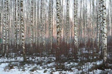 Kışın güzel beyaz huş ağacı orman 