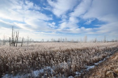 Rus kırsal donmuş karlı çayır
