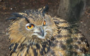 Doğal ortamda Avrasya kartal baykuş