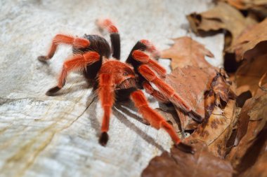 Birdeater tarantula spider Brachypelma boehmei