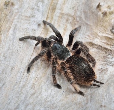 Birdeater curlyhair tarantula spider Brachypelma albopilosum