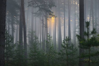 Güzel yaprak döken orman sisli gündoğumu