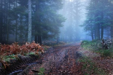Bir yol karanlık çam ormanı içinde sis içinde 
