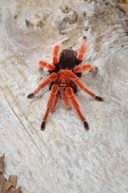 Birdeater tarantula spider Brachypelma smithi