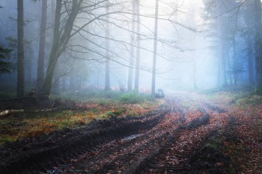 Bir yol karanlık çam ormanı içinde sis içinde 