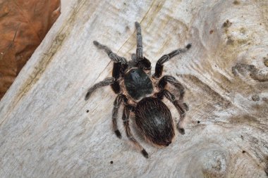 Birdeater curlyhair tarantula spider Brachypelma albopilosum