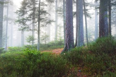 Doğal puslu çam ormanı