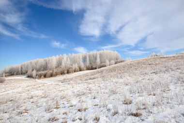 Kar ve in Rime'ı huş ağacı orman kaplı