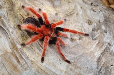 Birdeater tarantula spider Brachypelma smithi