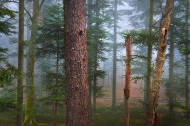 Puslu çam ormanı içinde uzak bir yol