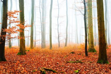 Sisli sonbahar Orman ağacı siluetleri ile