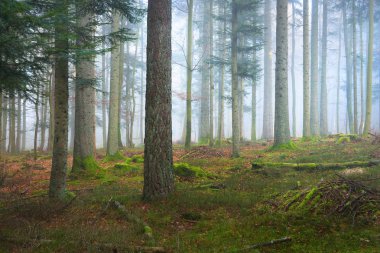 Bir sahnede bir karanlık sisli çam ormanı 
